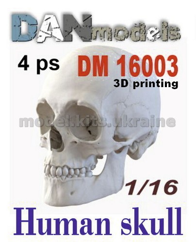 Dan 16003 teschio - 16003, umano